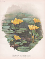 Villarsia Nymphaeoides - Europäische Seekanne Floating Heart Fringed Water Lily / Wasserpflanze Water Plant / - Prints & Engravings