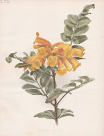 Tecoma Smithi - Gelber Trompetenbaum Trumpetbush Yellow Bells / Flower Blume Flowers Blumen / Pflanze Planzen - Stiche & Gravuren