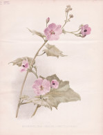 Sphaeralcea (Malva) Abutiloides - Wüstenmalve Malve Mallow / Flower Blume Flowers Blumen / Pflanze Planzen Pl - Estampes & Gravures