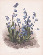 Scilla Sibirica Multiflora - Blaustern Squill Szilla Blausternchen / Flower Blume Flowers Blumen / Pflanze Pla - Prints & Engravings