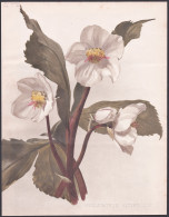 Helleborus Altifolius - Christrose Hellebore Christmas Rose / Flower Blume Flowers Blumen / Pflanze Planzen Pl - Stiche & Gravuren