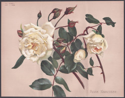 Rose Narcisse - Rose Rosen Roses Rosa / Flower Blume Flowers Blumen / Pflanze Planzen Plant Plants / Botanical - Estampes & Gravures