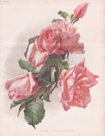 Rose G. Nabonnand - Rose Rosen Roses Rosa / Flower Blume Flowers Blumen / Pflanze Planzen Plant Plants / Botan - Estampes & Gravures