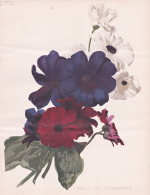 Group Of Cinerarias - Cinerarie Zinerarie / Flower Blume Flowers Blumen / Pflanze Planzen Plant Plants / Botan - Estampes & Gravures