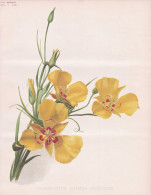 Calochortus Luteus Concolor - Mariposa Lilie Yellow Mariposa Lily / Flower Blume Flowers Blumen / Pflanze Plan - Estampes & Gravures