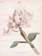 Cattleya Harrisoniae - Orchid Orchidee Orchidaceae / Flower Blume Flowers Blumen / Pflanze Planzen Plant Plant - Estampes & Gravures