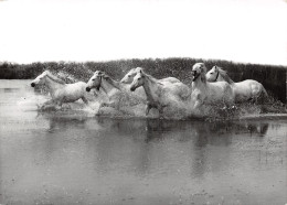 13 CAMARGUE CHEVAUX - Autres & Non Classés