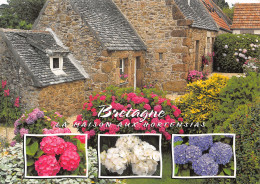 29 BRETAGNE MAISON AUX HORTENSIAS - Sonstige & Ohne Zuordnung