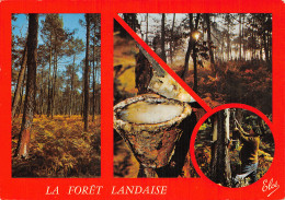 40 LA FORET LANDAISE - Other & Unclassified