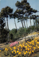 85 LA TRANCHE SUR MER LES FLORALIES - La Tranche Sur Mer