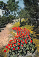 85 LA TRANCHE SUR MER LES FLORALIES - La Tranche Sur Mer