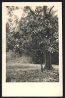 AK Kakaopflanze Neben Einem Baum  - Cultivation