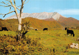 JAPAN MT DAISEN THE WHOLE ASPECT - Kyoto