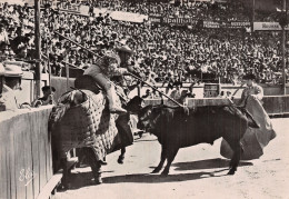 Espagne TAUREAU CORRIDA - Bull
