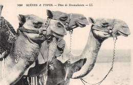 MAROC SCENES & TYPES DROMADAIRES - Other & Unclassified