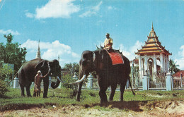 CAMBODGE ELEPHANT - Cambodia