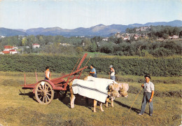 64 PAYS BASQUE ATTELAGE - Autres & Non Classés