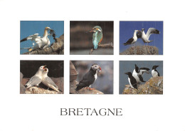 29 LA BRETAGNE LES OISEAUX - Other & Unclassified