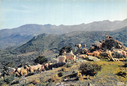 20 CORSE TROUPEAU DE CHEVRES - Autres & Non Classés