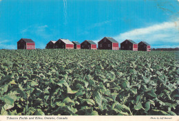 CANADA ONTARIO TOBACCO - Cartes Modernes