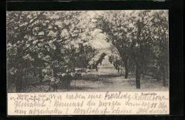 AK Werder A. H., Baumblüten-Allee  - Werder