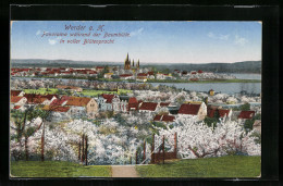 AK Werder / Havel, Panorama Während Der Baumblüte In Voller Blütenpracht  - Werder