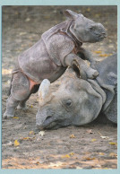 Nashorn-Baby - Rhinocéros Bébé - Rhinoceros