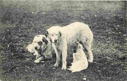 Animaux - Chiens - Les Pyrénées - Chiens De Montagne - CPA - Etat Pli Visible - Voir Scans Recto-Verso - Dogs