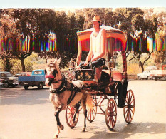 Malte - Karrozzin - Horse-drawn Cab - Chevaux - Automobiles - Malta - CPM - Voir Scans Recto-Verso - Malte