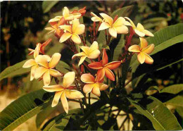 Antilles - Fleurs De Frangipanier - CPM - Voir Scans Recto-Verso - Other & Unclassified