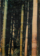 30 - Anduze - Générargues - Bambouseraie De Prafrance - Les Plus Gros Bambous D'Europe - CPM - Voir Scans Recto-Verso - Anduze
