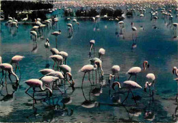 13 - Camargue - Flamants Roses - Flamme Postale - CPM - Voir Scans Recto-Verso - Autres & Non Classés