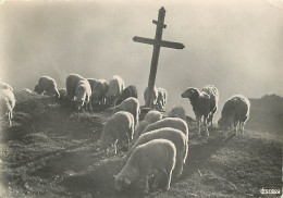 Animaux - Moutons - Hautes Alpes - Paix Sur L'Alpe - Mention Photographie Véritable - Carte Dentelée - CPSM Grand Format - Otros & Sin Clasificación