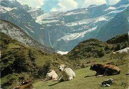 Animaux - Vaches - Gavarnie - Le Cirque - Montagnes - Flamme Postale - CPM - Voir Scans Recto-Verso - Cows