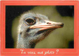 Animaux - Oiseaux - Autruches - CPM - Voir Scans Recto-Verso - Birds