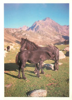 Animaux - Chevaux - CPM - Voir Scans Recto-Verso - Horses