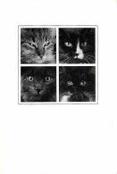 Animaux - Chats - Multivues - Carte Neuve - CPM - Voir Scans Recto-Verso - Chats