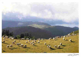 Animaux - Moutons - Pyrénées - L'estive - CPM - Voir Scans Recto-Verso - Otros & Sin Clasificación