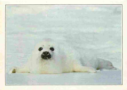 Animaux - Phoque - Labrador - Canada - CPM - Voir Scans Recto-Verso - Otros & Sin Clasificación