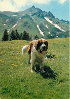 Chiens - CPM - Voir Scans Recto-Verso - Dogs