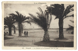 35  Dinard - Les Palmiers Et La Promenade Clair De Lune - Dinard
