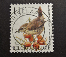 Belgie Belgique - 1992 - OPB/COB N° 2449 (1 Value) A. Buzin - Vogels - Oiseaux - Birds - Winterkoninkje Obl. Rotselaar - Usati