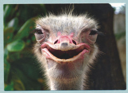 Smiling Ostrich - Autruche Souriante - Lustiger Strauß - Other & Unclassified