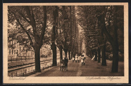 AK Düsseldorf, Seufzerallee Im Hofgarten  - Düsseldorf