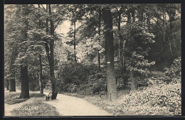 AK Düsseldorf, Waldweg Im Grafenbergerwald  - Düsseldorf