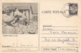 ANIMALS, BIRDS, CHIKENS, FARMING, POSTCARD STATIONERY, 1959, ROMANIA - Gallinacées & Faisans