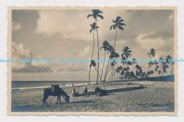 C005931 Unknown Place. Sea. Beach. Palms. Sands - World