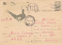ANIMALS, BIRDS, PHEASANT, POSTCARD STATIONERY, 1969, ROMANIA - Gallinacées & Faisans