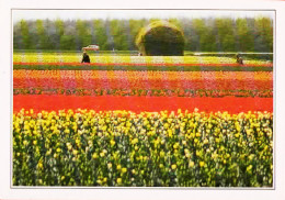 *Photo Carte - PAYS-BAS - Champs De Fleurs - Other & Unclassified