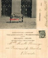 ANVERS - JARDIN ZOOLOGIQUE - ZEBRE.1919. - Autres & Non Classés